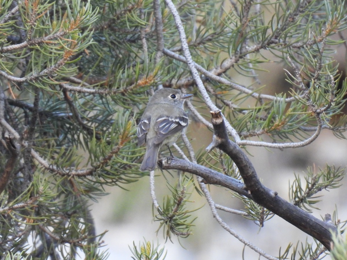 Empidonax sp. - Teale Fristoe