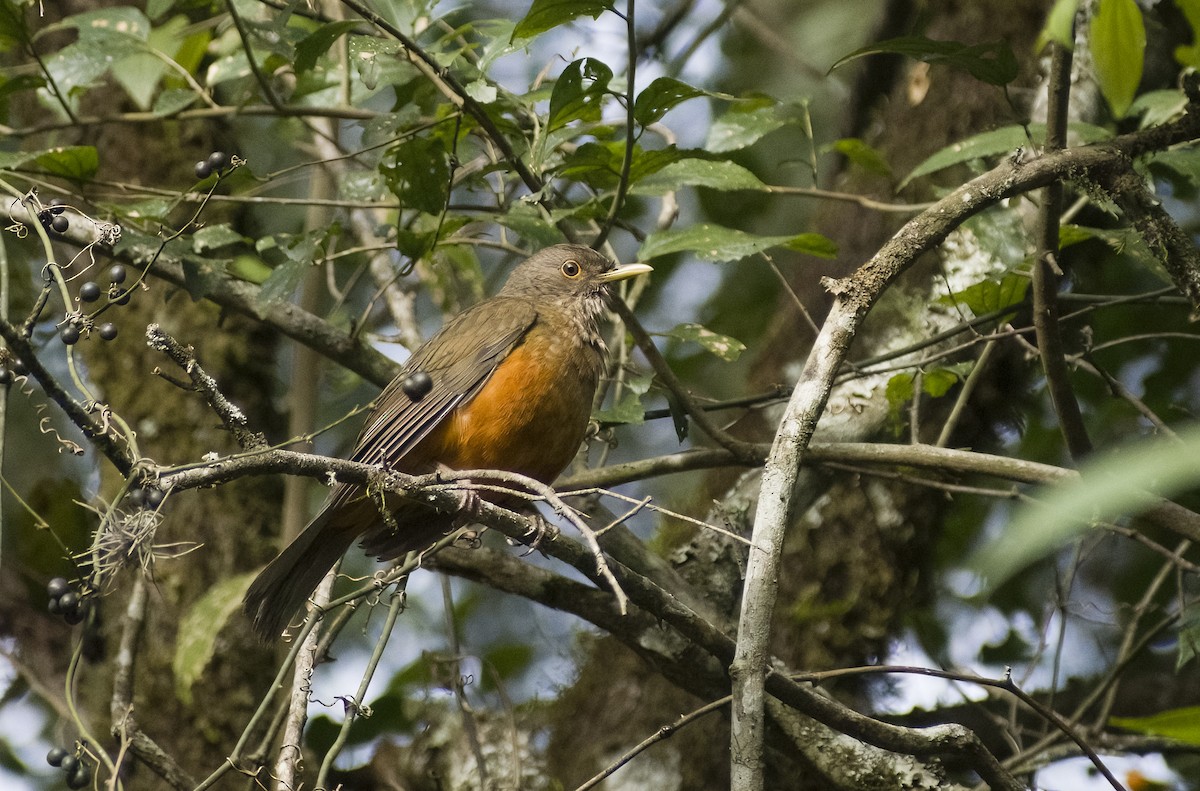 Rufous-bellied Thrush - Giselle Mangini