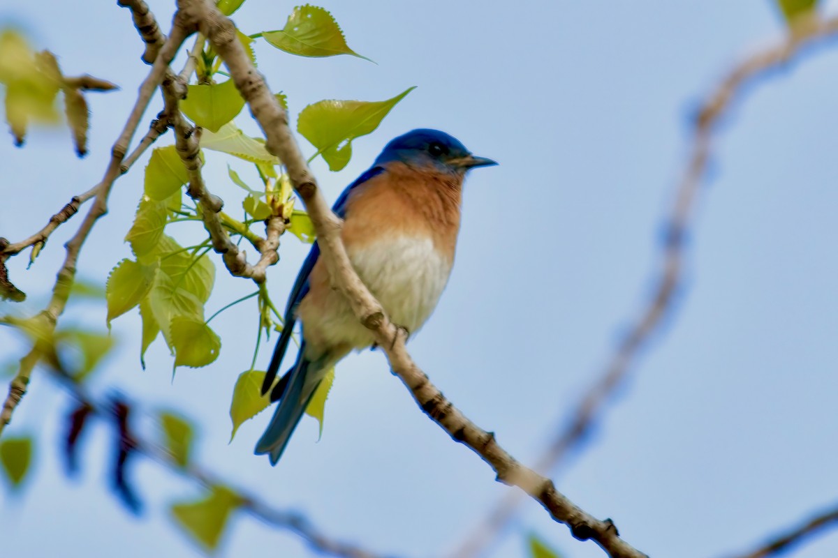 Eastern Bluebird - Normand Laplante