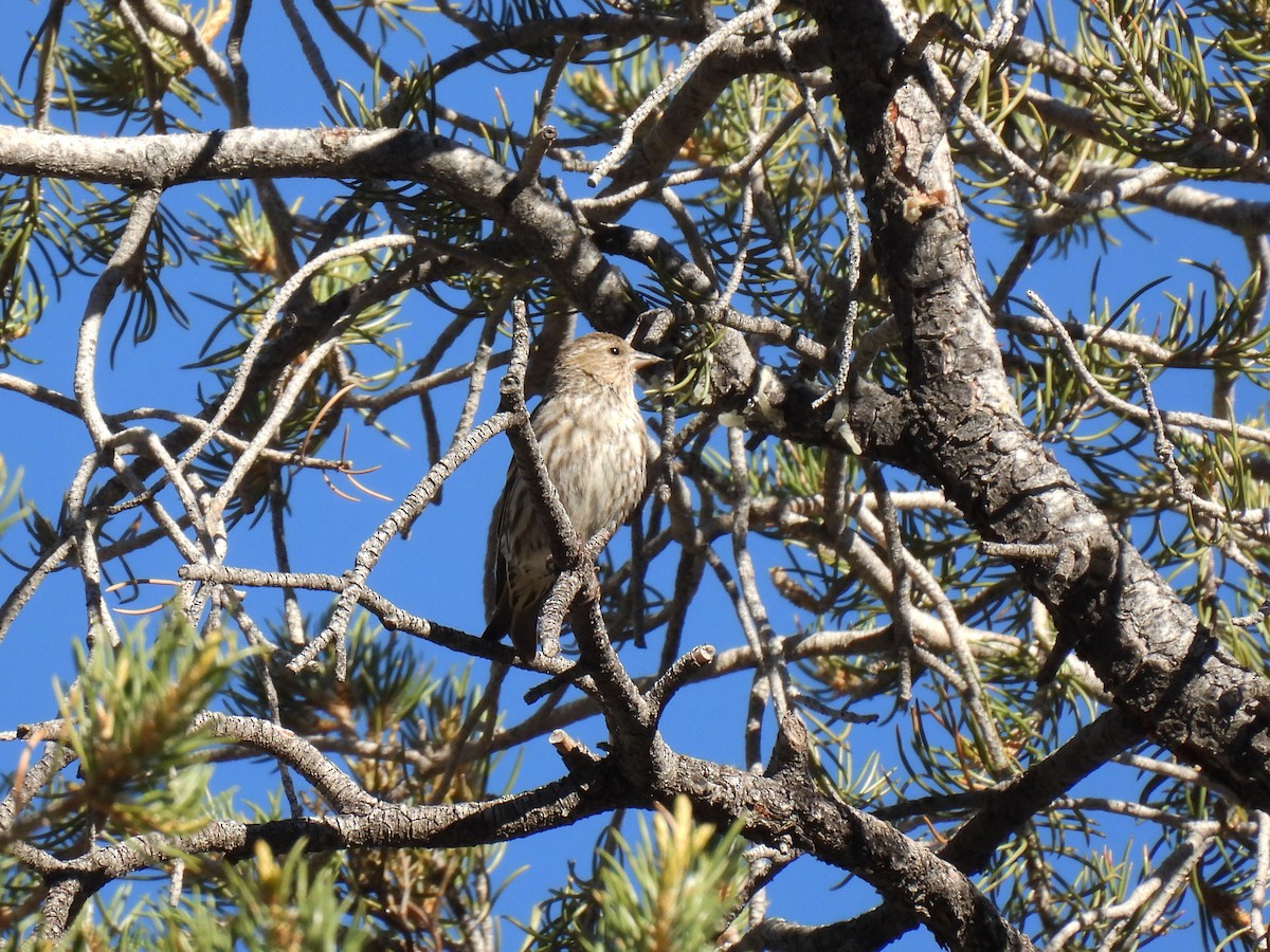 Pine Siskin - Teale Fristoe