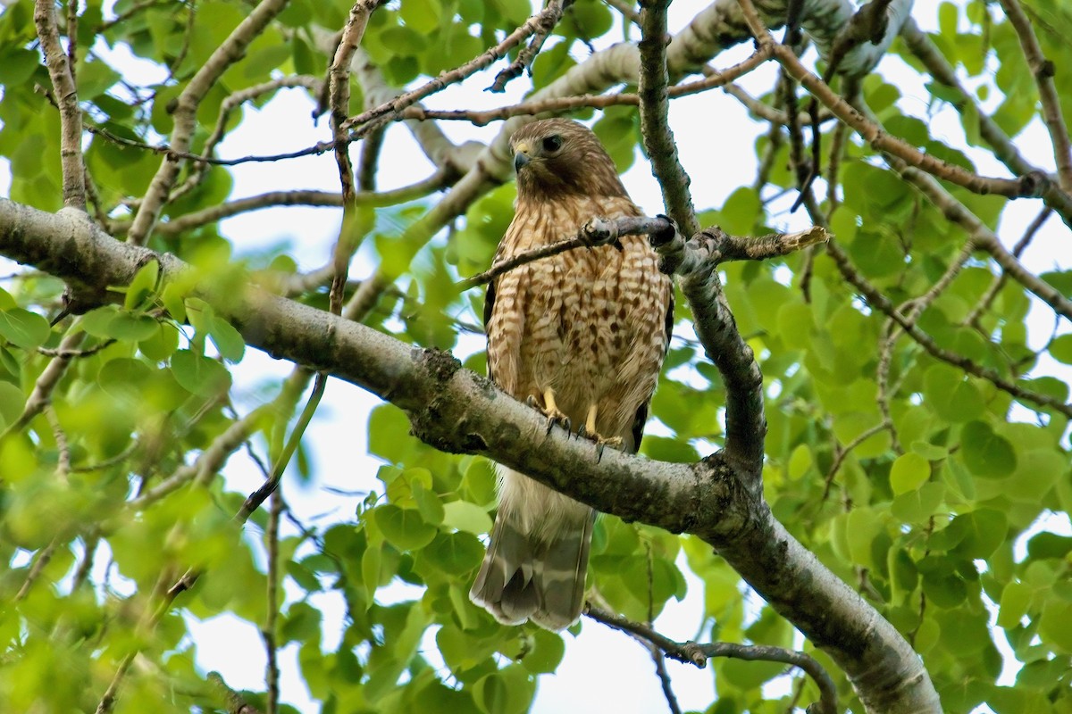 Red-shouldered Hawk - Normand Laplante