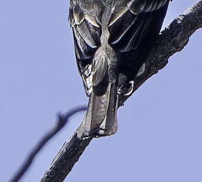 Dusky Flycatcher - Barry McKenzie