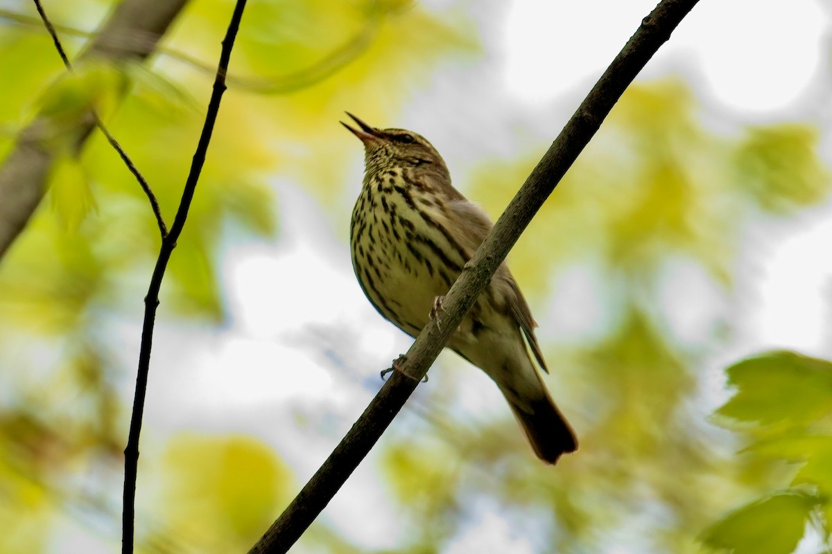 Northern Waterthrush - ML619153267