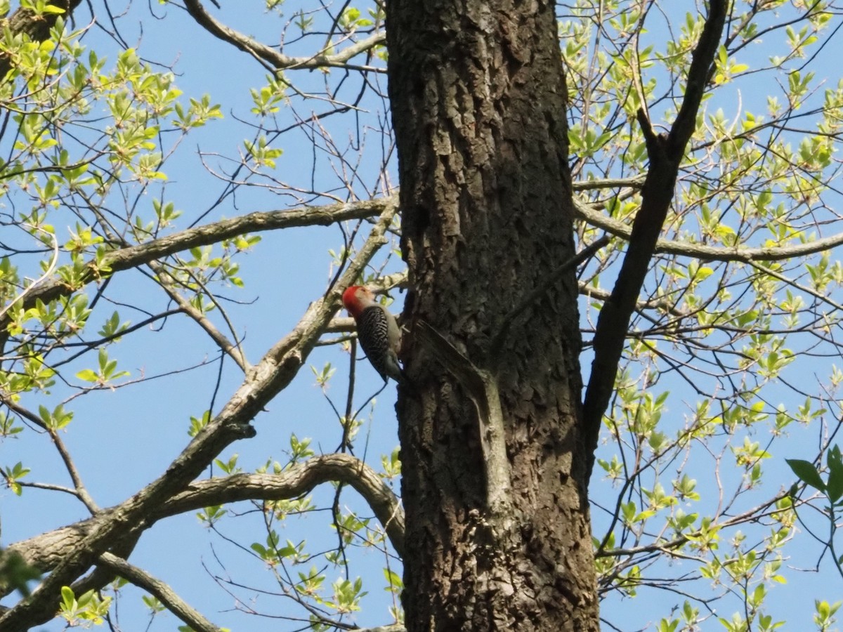 Red-bellied Woodpecker - Bob Maddox