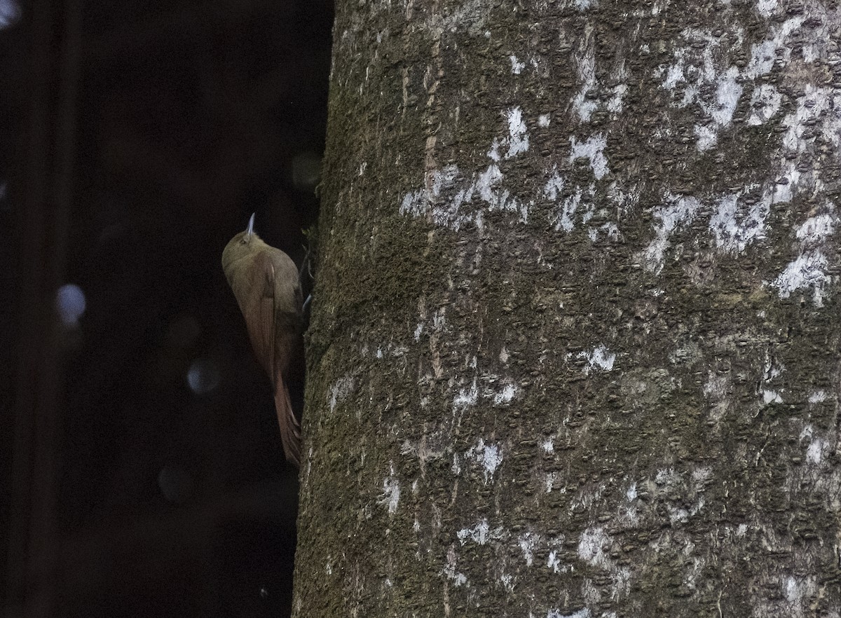 Olivaceous Woodcreeper - Giselle Mangini