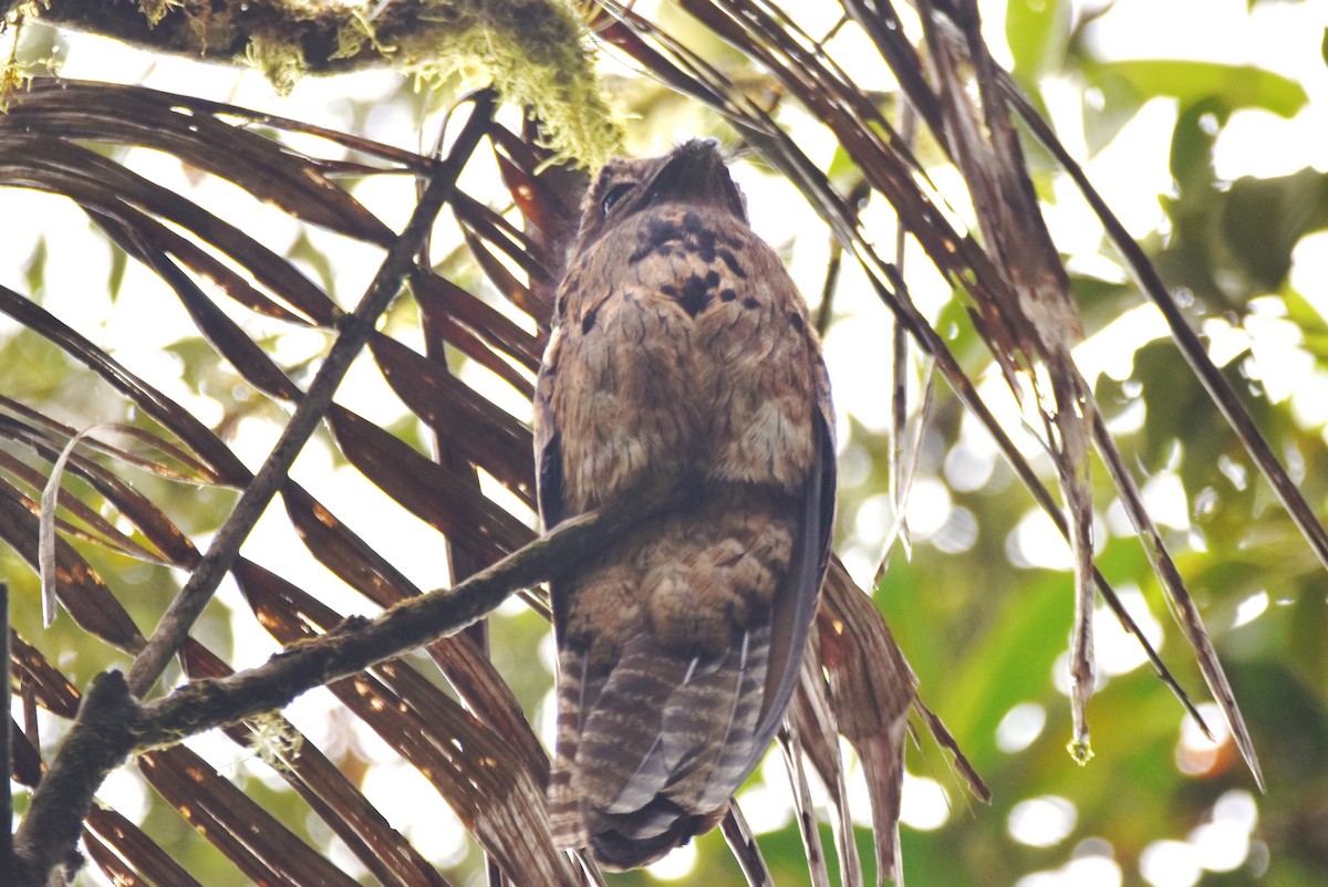 Common Potoo - irina shulgina