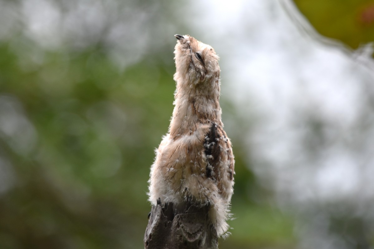 Common Potoo - irina shulgina