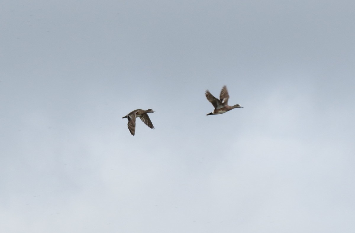 American Wigeon - Dee Hawksley