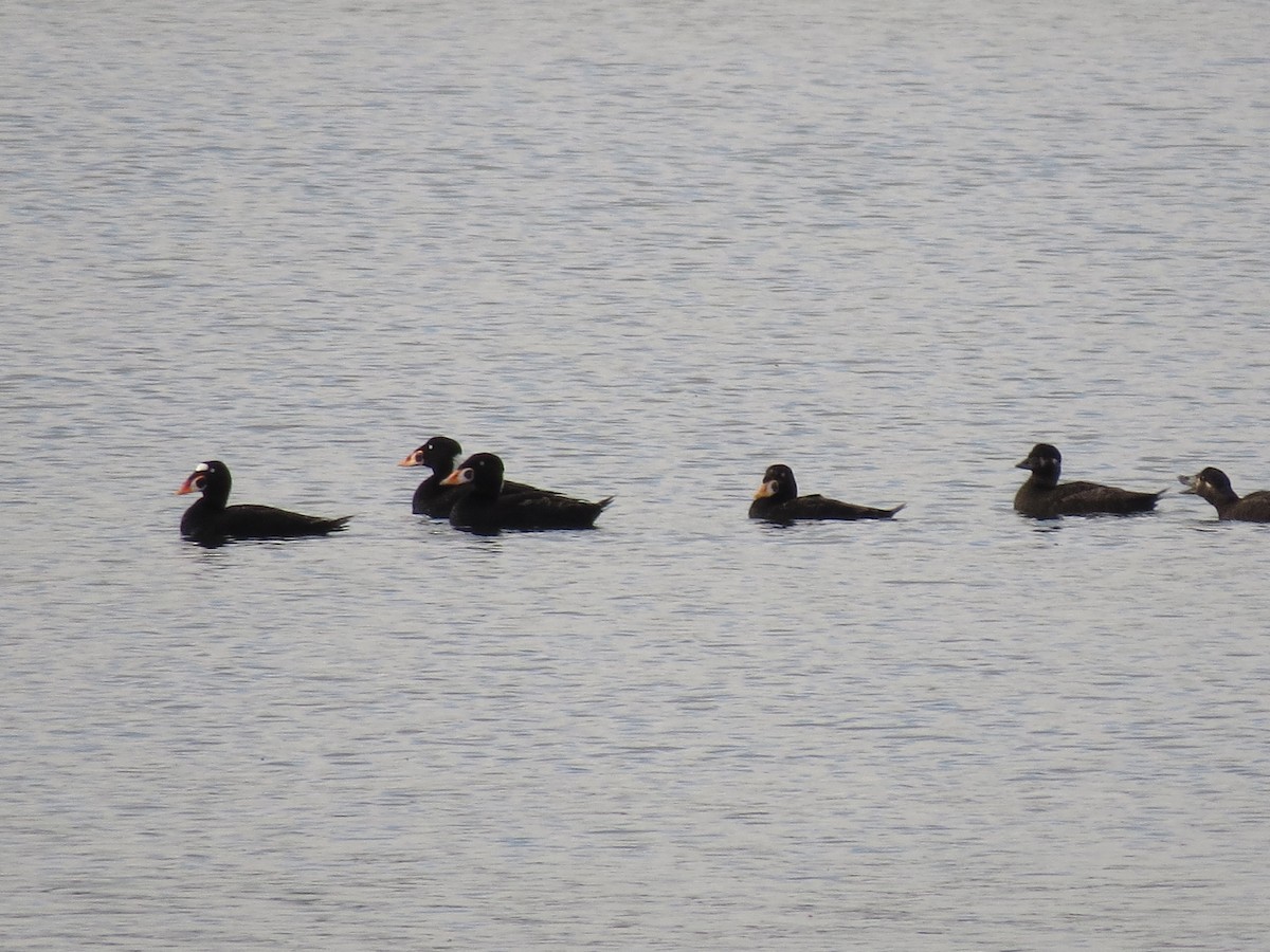 Surf Scoter - Dee Hawksley