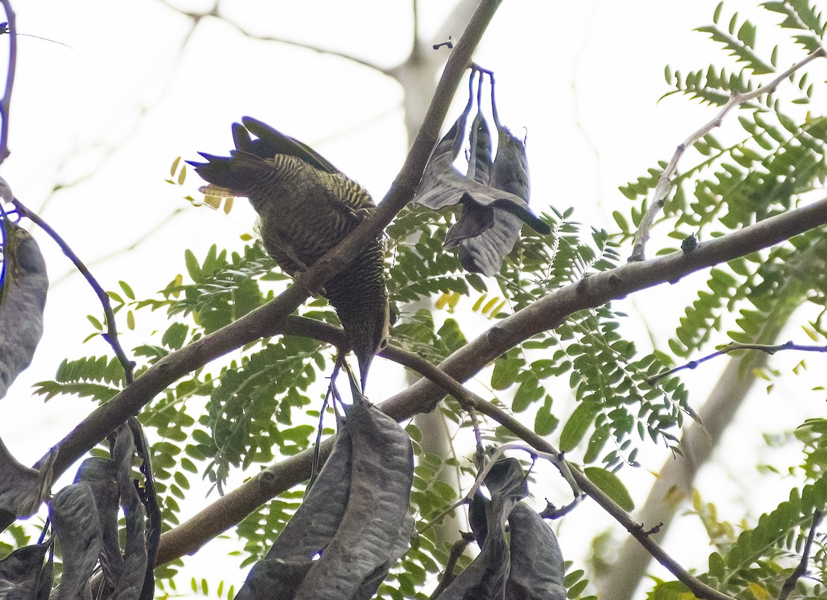 Golden-olive Woodpecker - Giselle Mangini