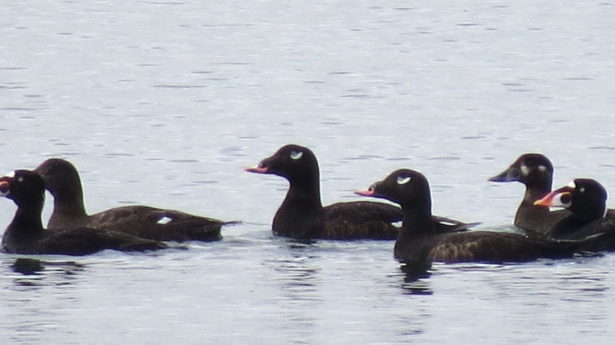 White-winged Scoter - ML619153344