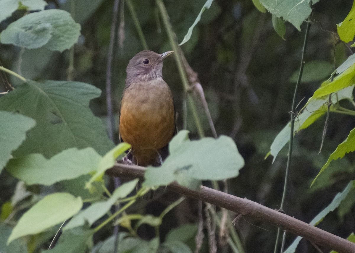 Rufous-bellied Thrush - Giselle Mangini