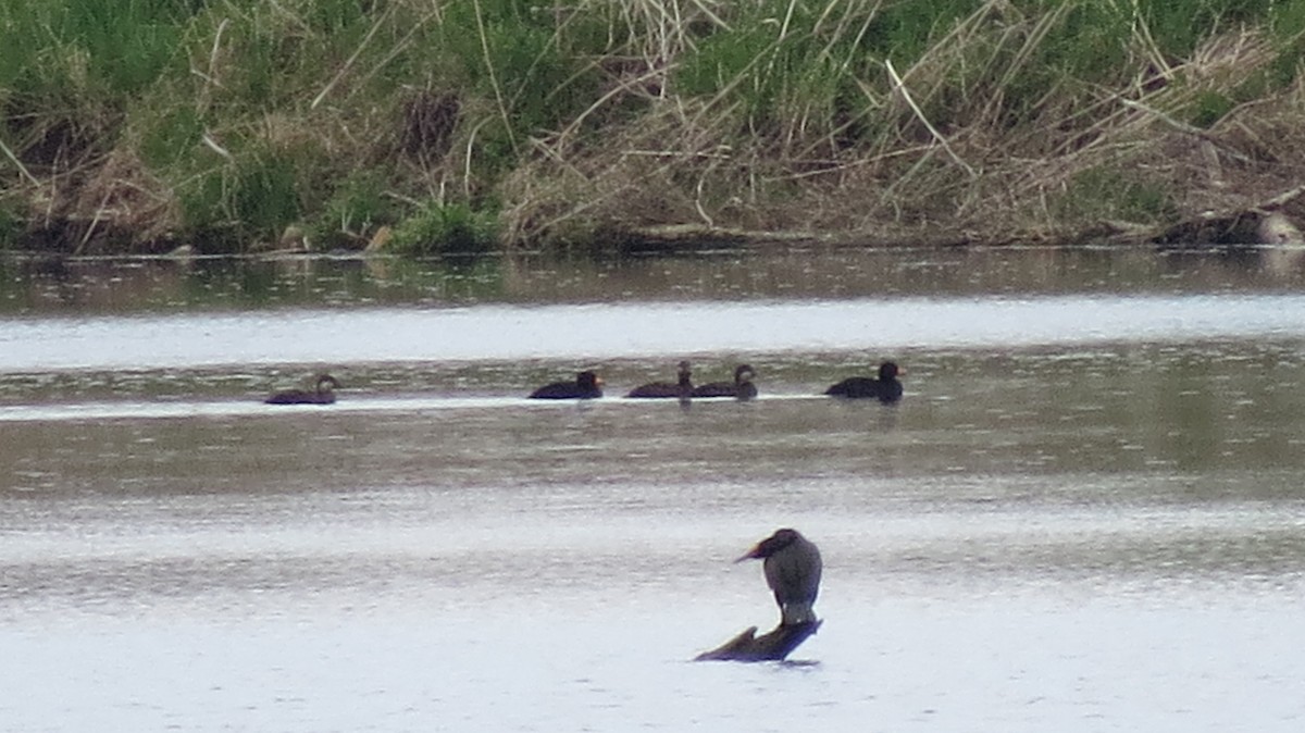 Black Scoter - Dee Hawksley