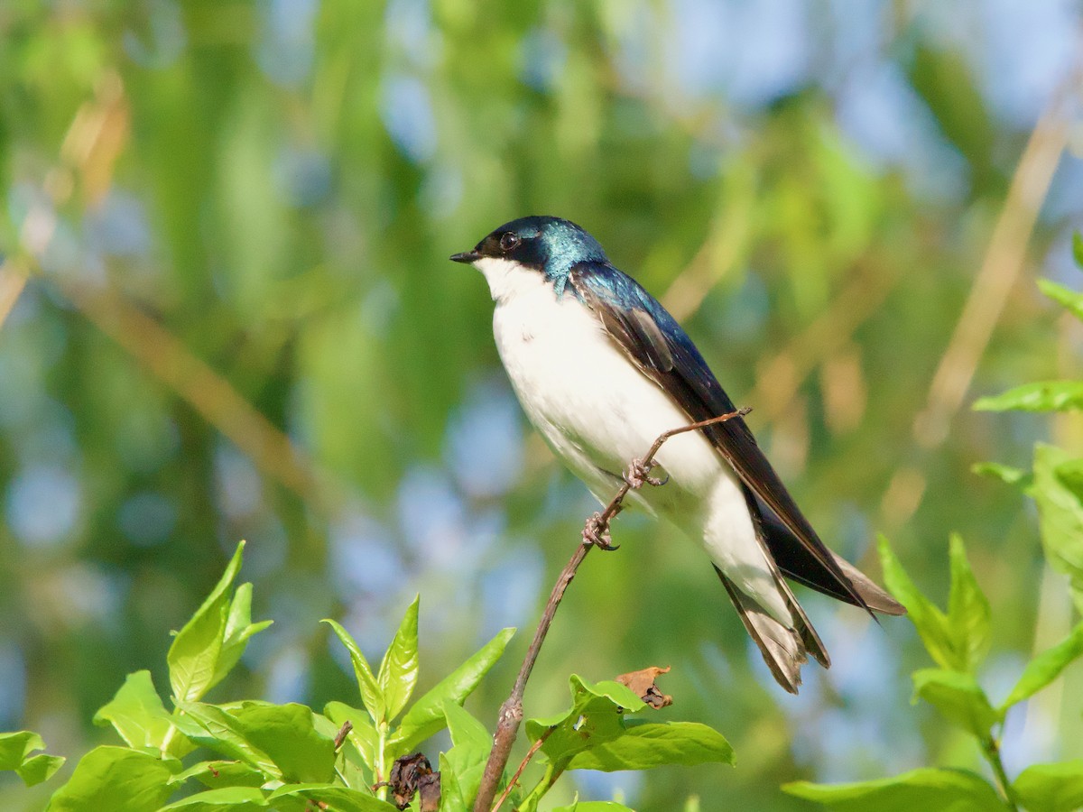 Tree Swallow - John Felton