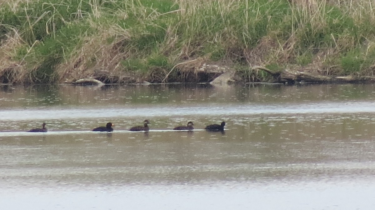 Black Scoter - Dee Hawksley