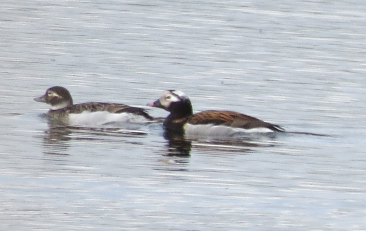 Long-tailed Duck - ML619153376
