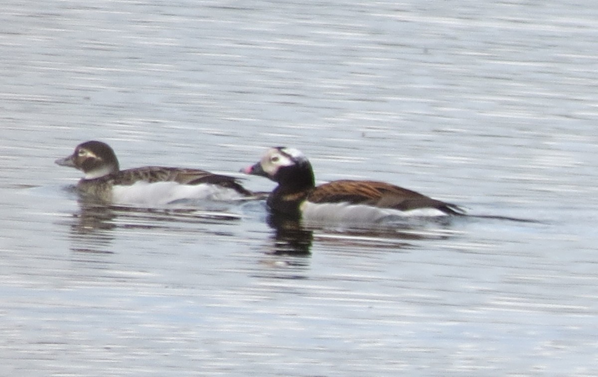 Long-tailed Duck - Dee Hawksley