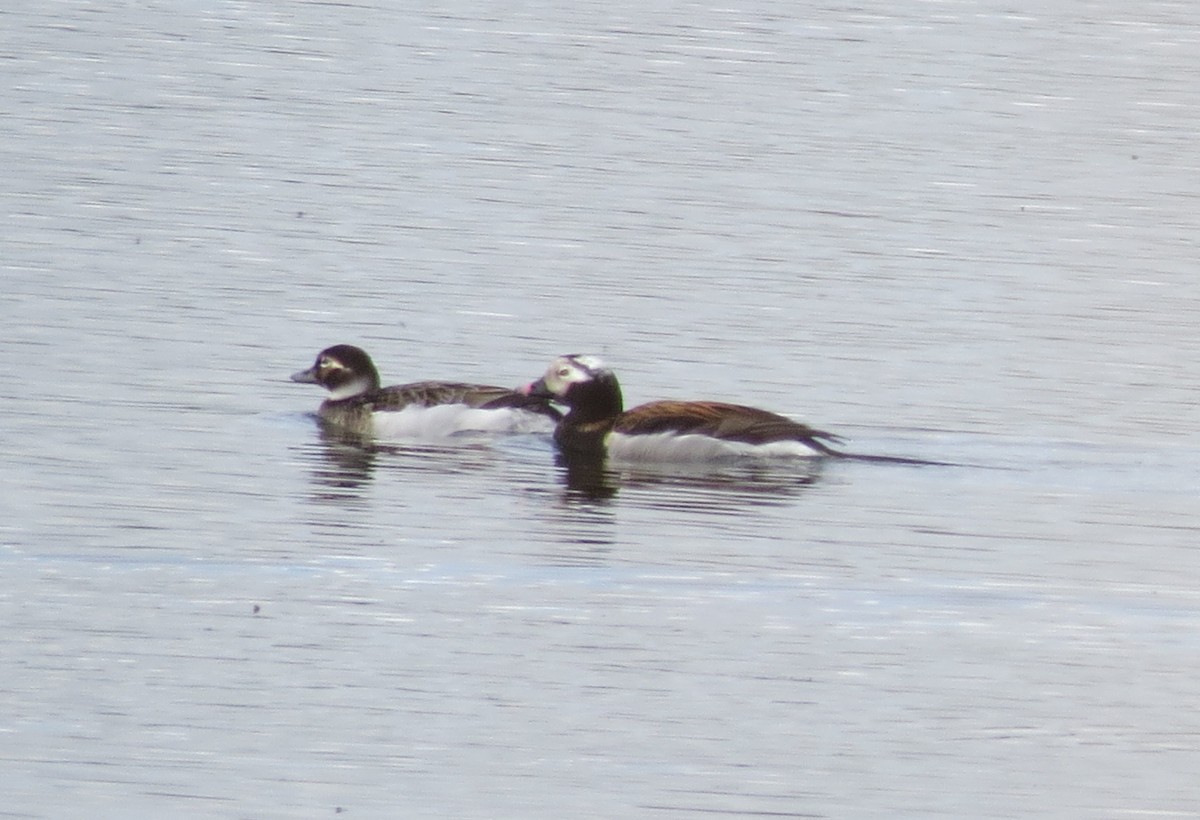 Long-tailed Duck - ML619153377