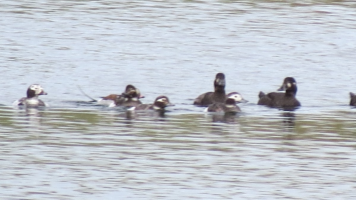 Long-tailed Duck - Dee Hawksley