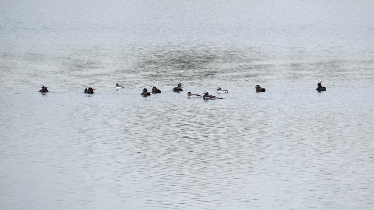 Long-tailed Duck - Dee Hawksley