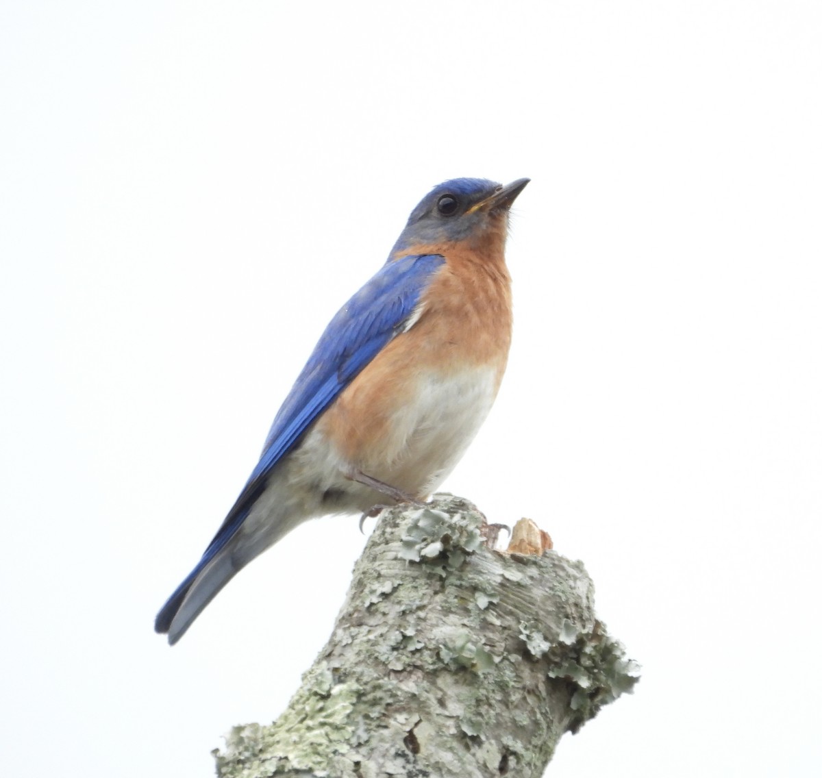 Eastern Bluebird - Gene Muller