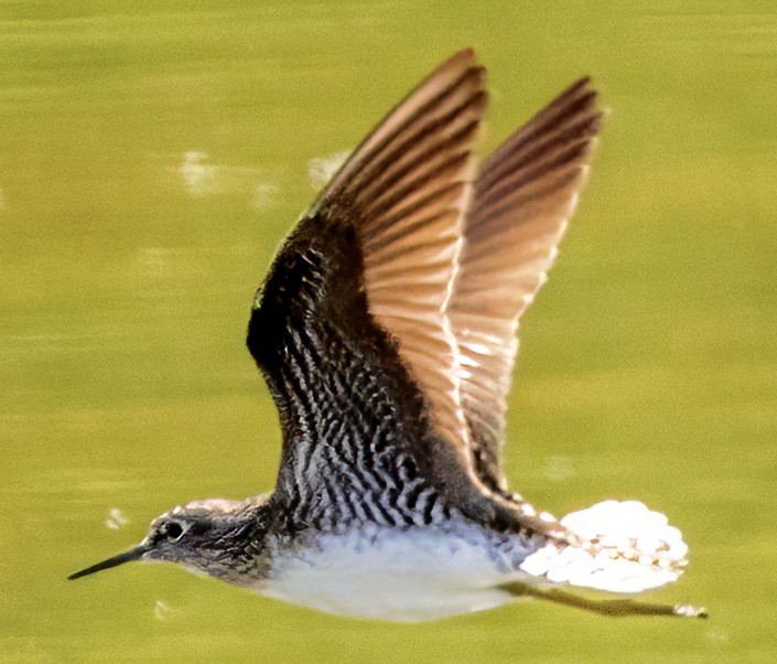 Solitary Sandpiper - Scott Young