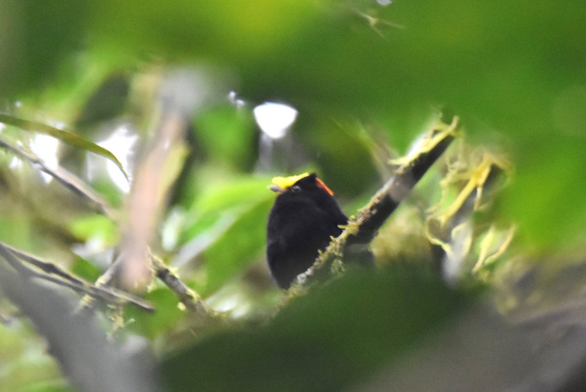 Golden-winged Manakin - irina shulgina