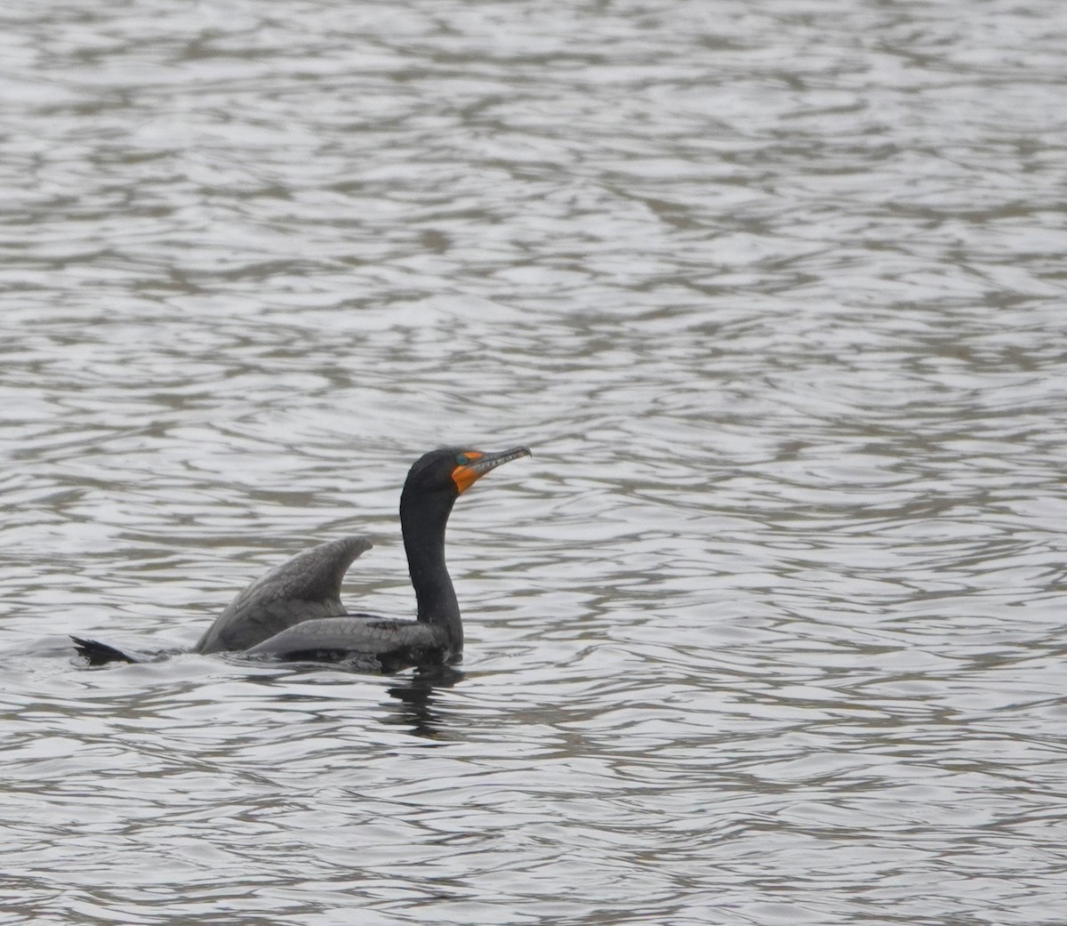 Double-crested Cormorant - ML619153447