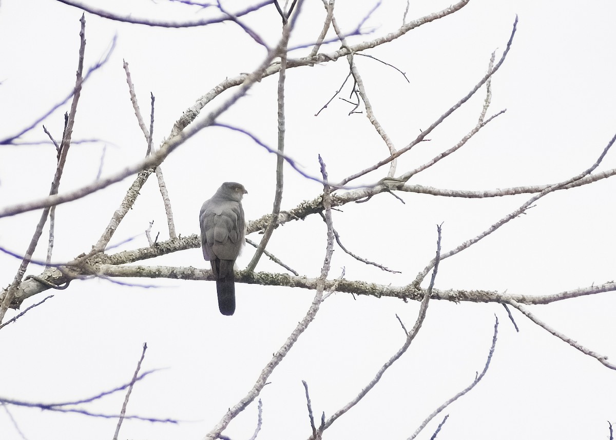 Bicolored Hawk - Giselle Mangini