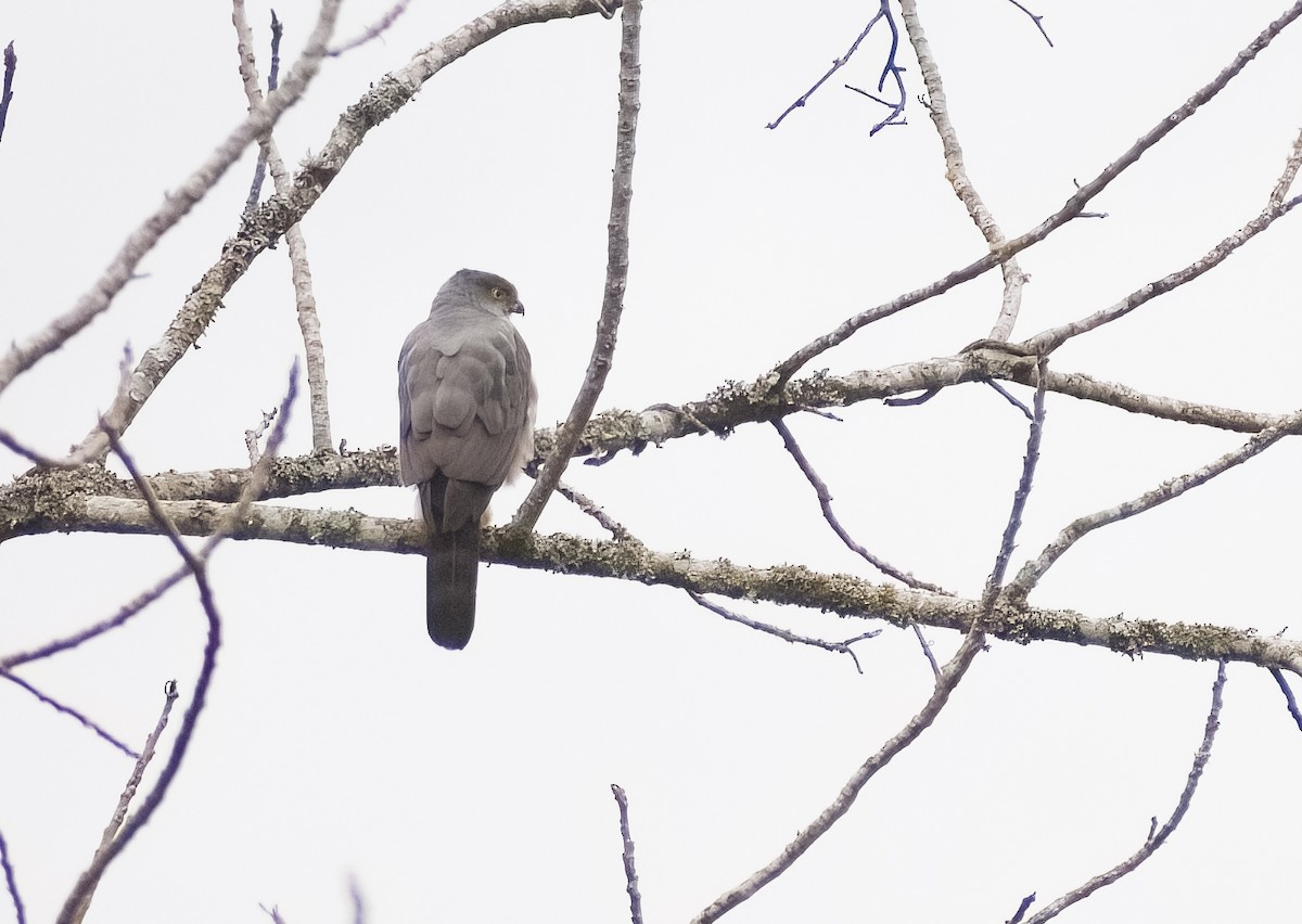 Bicolored Hawk - Giselle Mangini