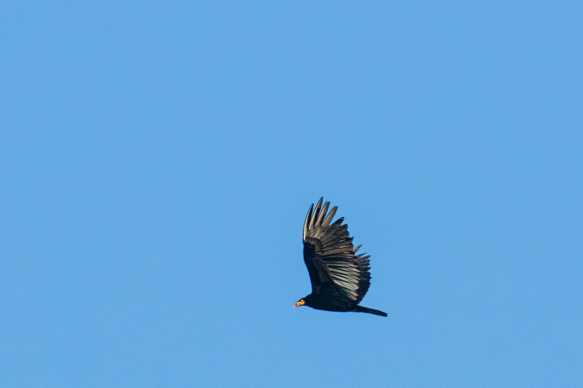 Greater Yellow-headed Vulture - Celesta von Chamier