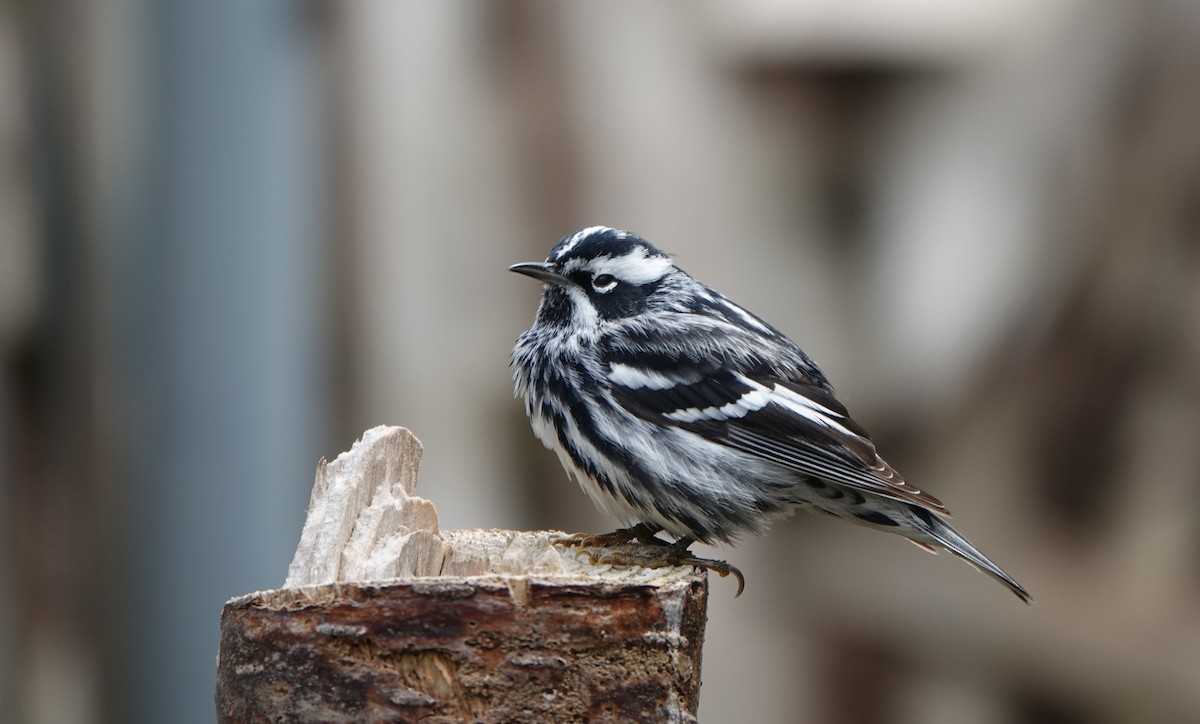 Black-and-white Warbler - ML619153471