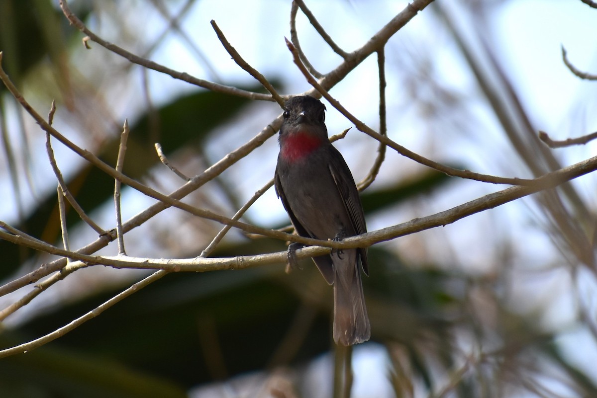 Rose-throated Becard - T Norris
