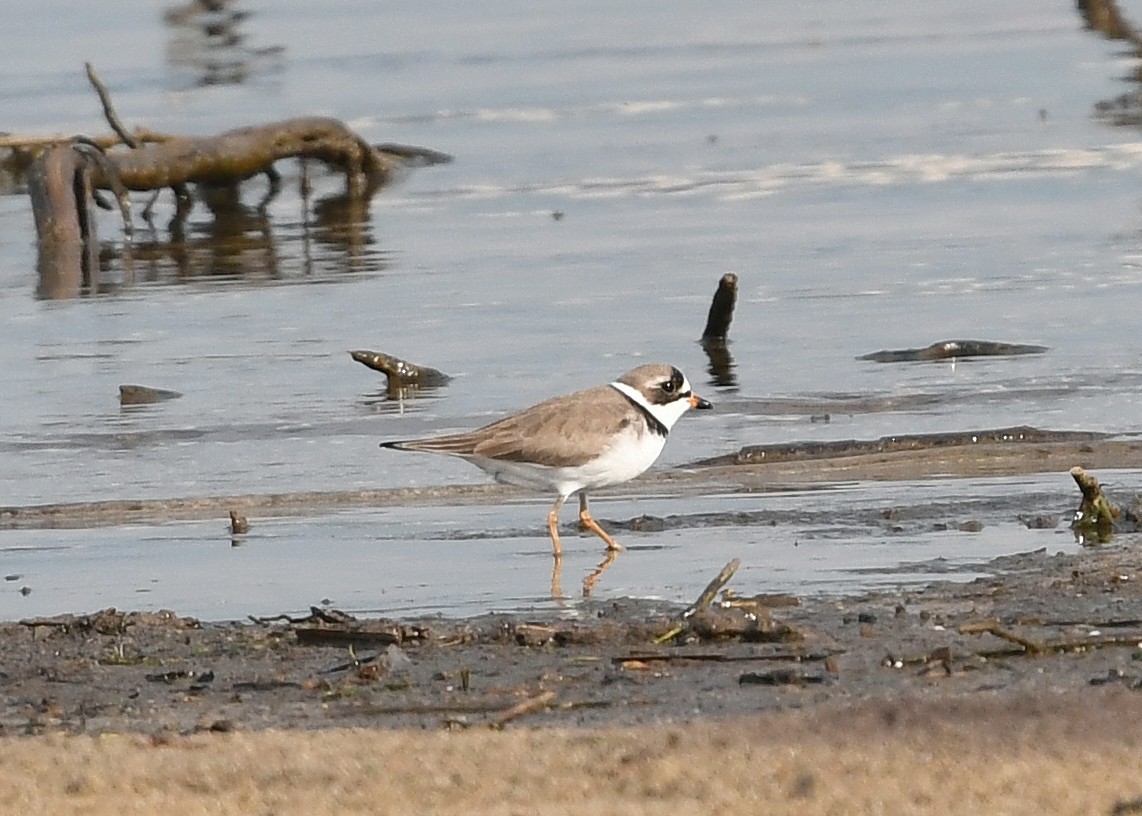 Semipalmated Plover - Gary Chapin