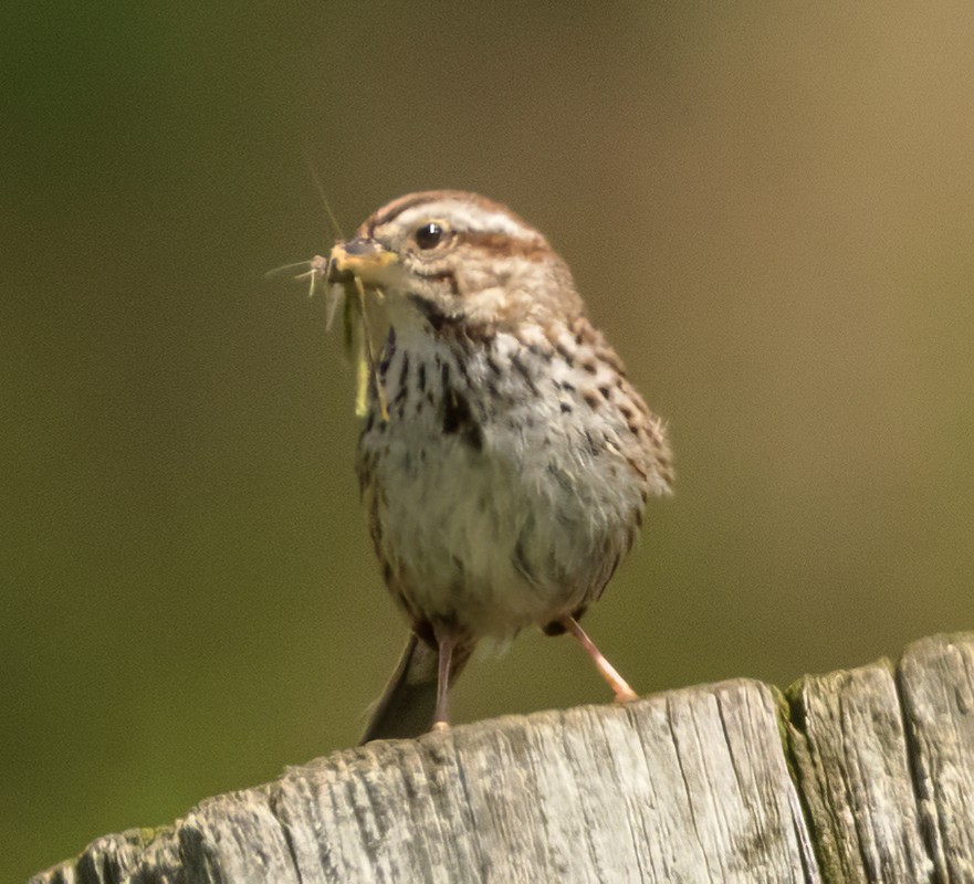 Song Sparrow - Scott Young