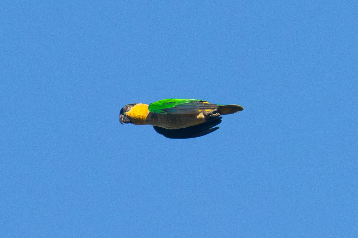 Папуга-білочеревець чорноголовий - ML619153510