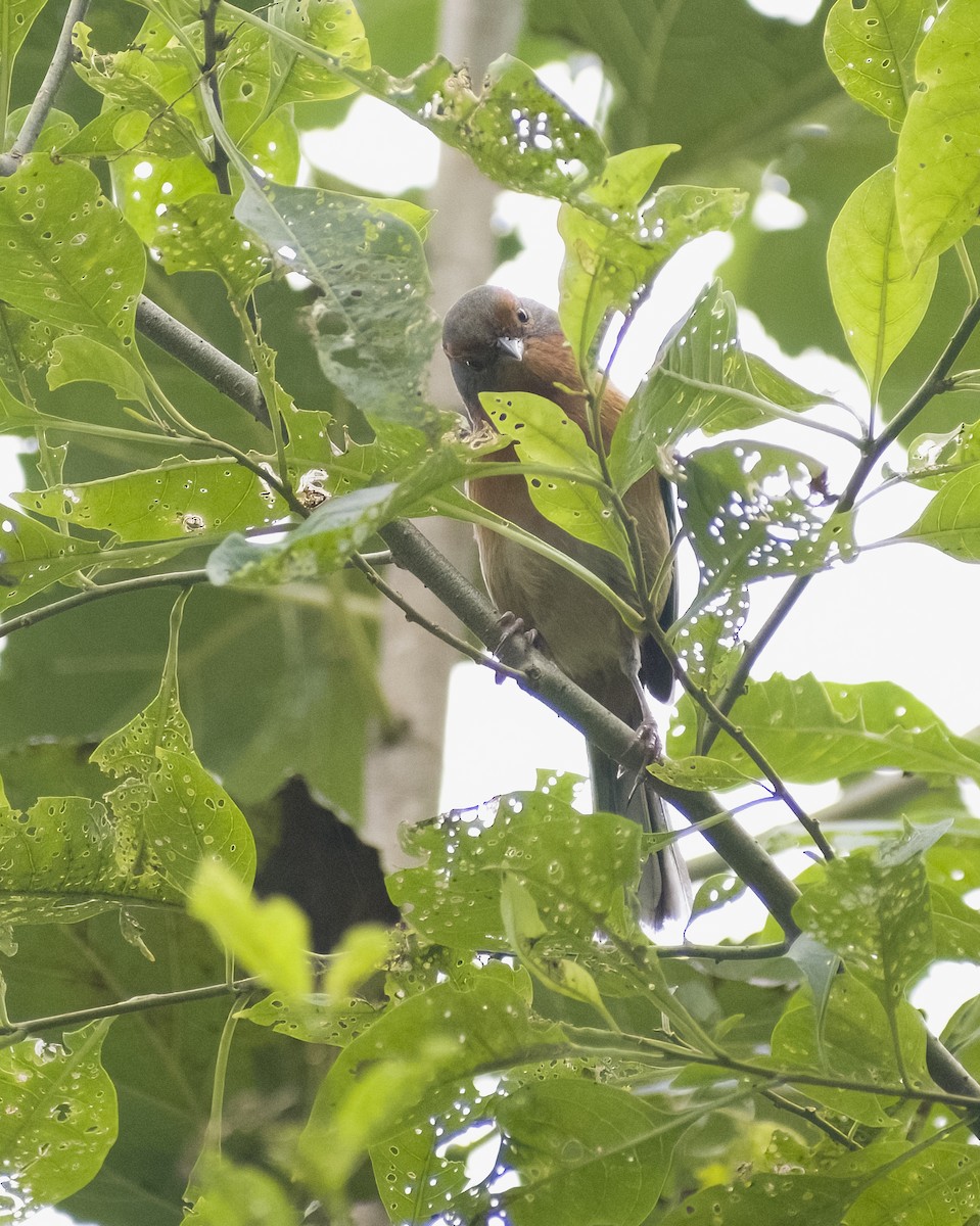 Rusty-browed Warbling Finch - ML619153530