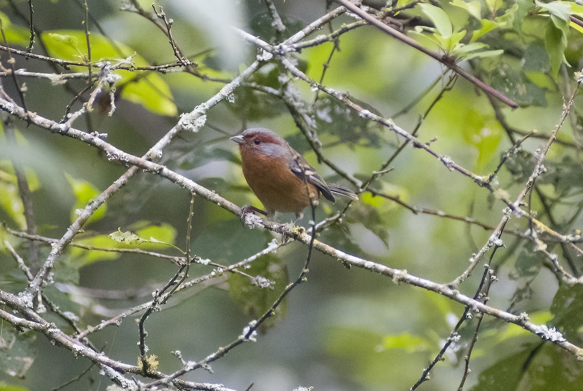 Rusty-browed Warbling Finch - Giselle Mangini