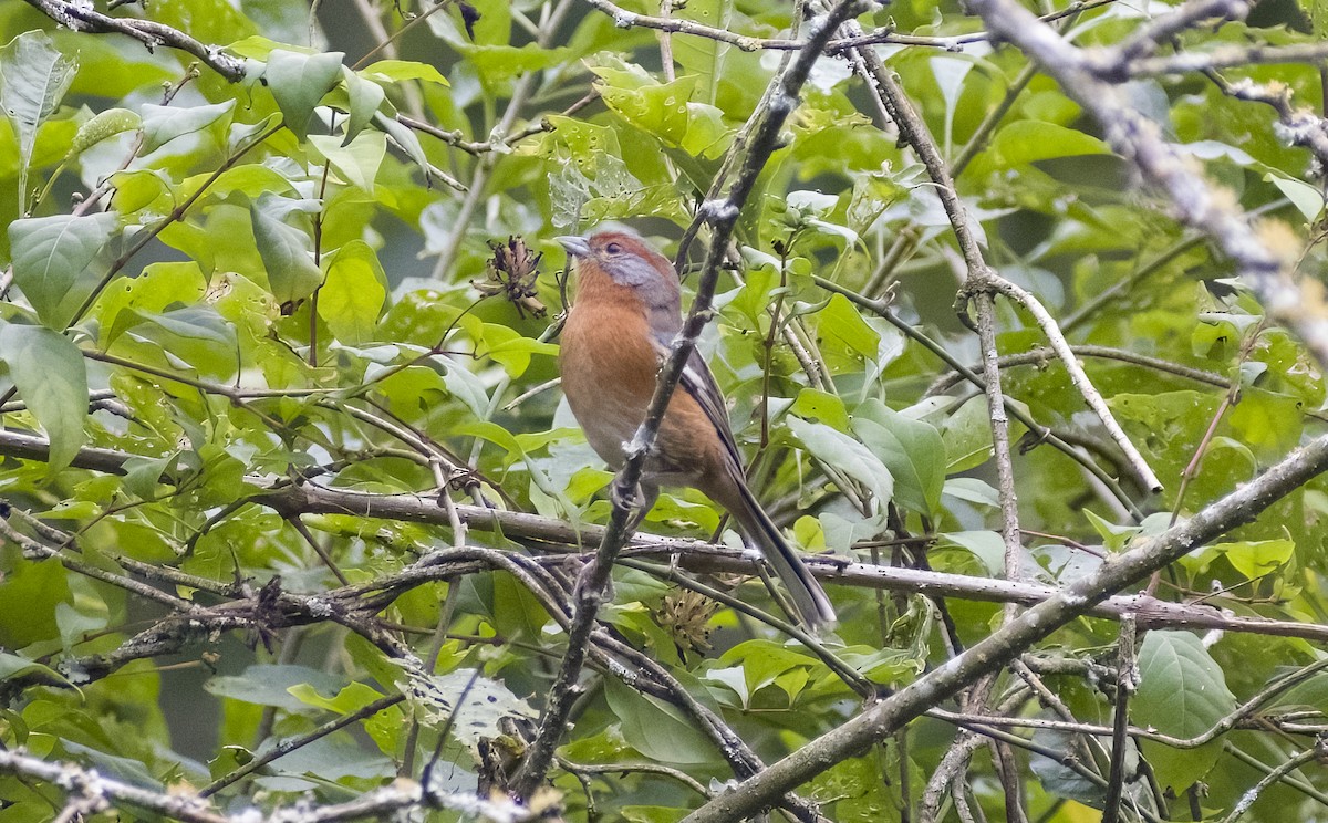 Rusty-browed Warbling Finch - ML619153532