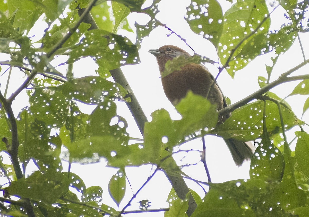 Rusty-browed Warbling Finch - Giselle Mangini