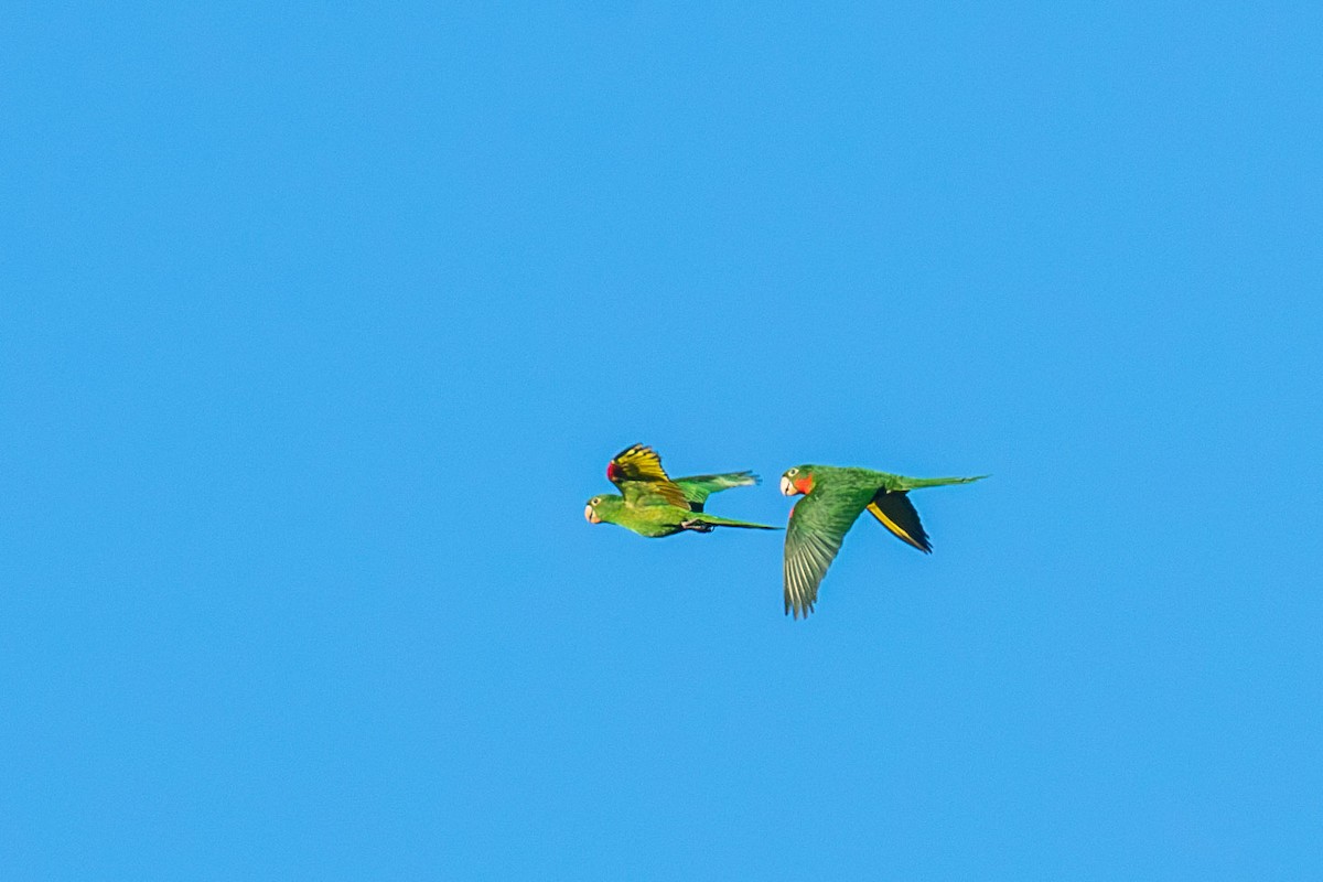 White-eyed Parakeet - Celesta von Chamier