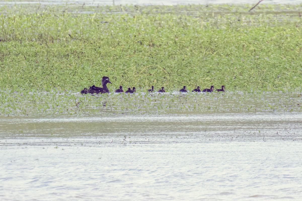 Wood Duck - ML619153553