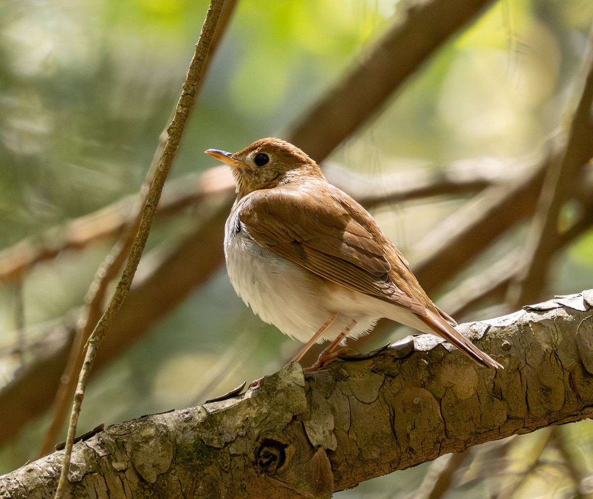 Veery - Pam Geiger