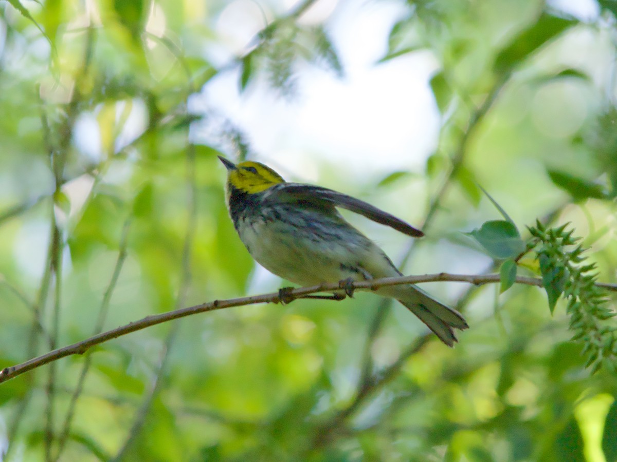 Black-throated Green Warbler - John Felton