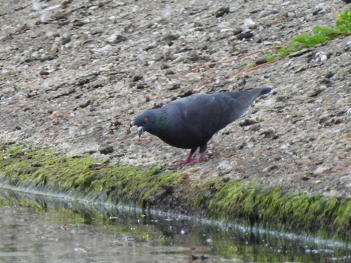 Rock Pigeon (Feral Pigeon) - Mark Stevens