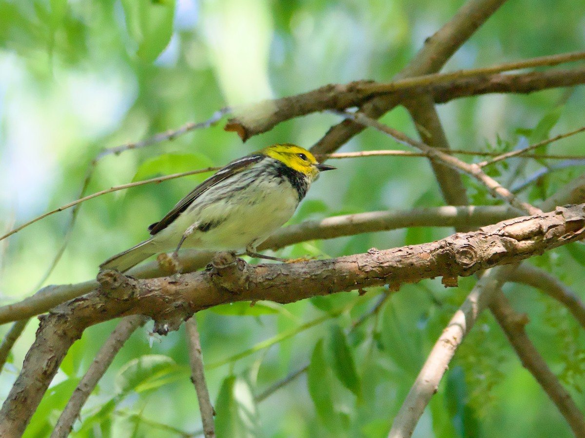 Black-throated Green Warbler - John Felton