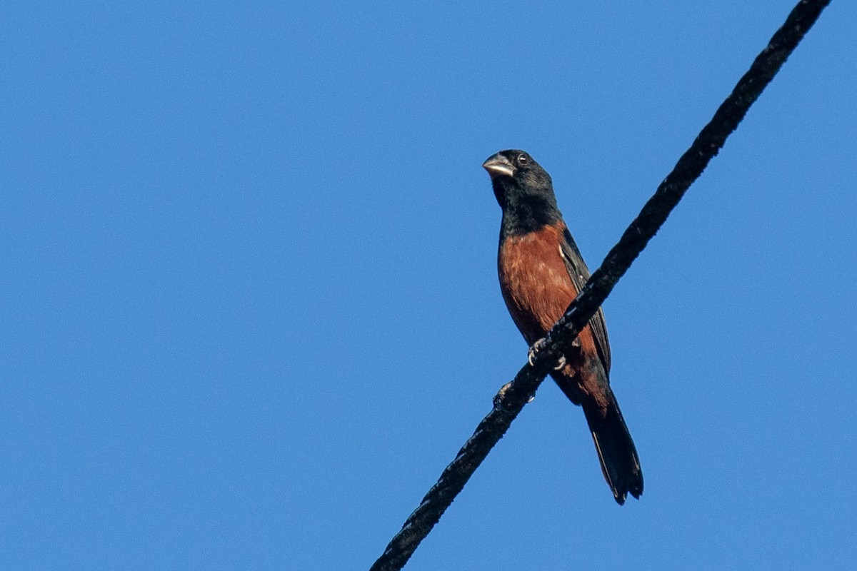 Chestnut-bellied Seed-Finch - Celesta von Chamier