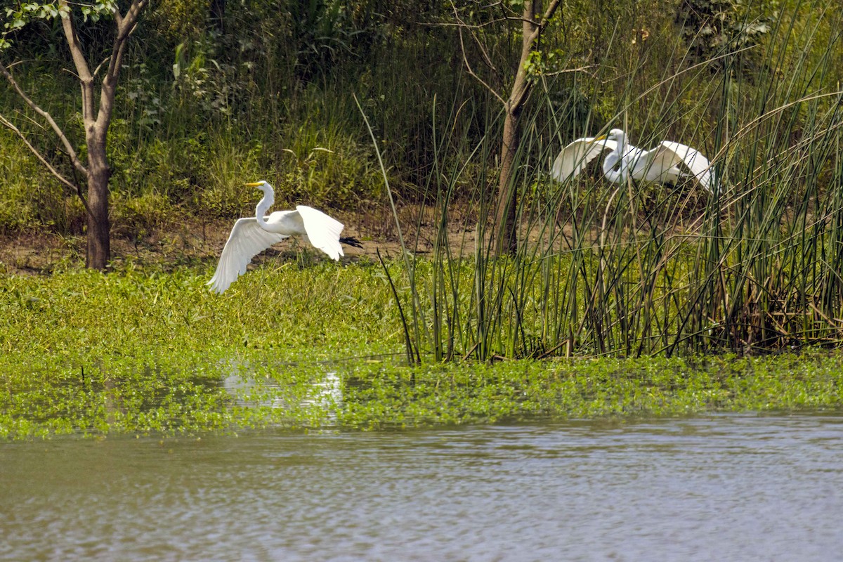 Great Egret - ML619153586