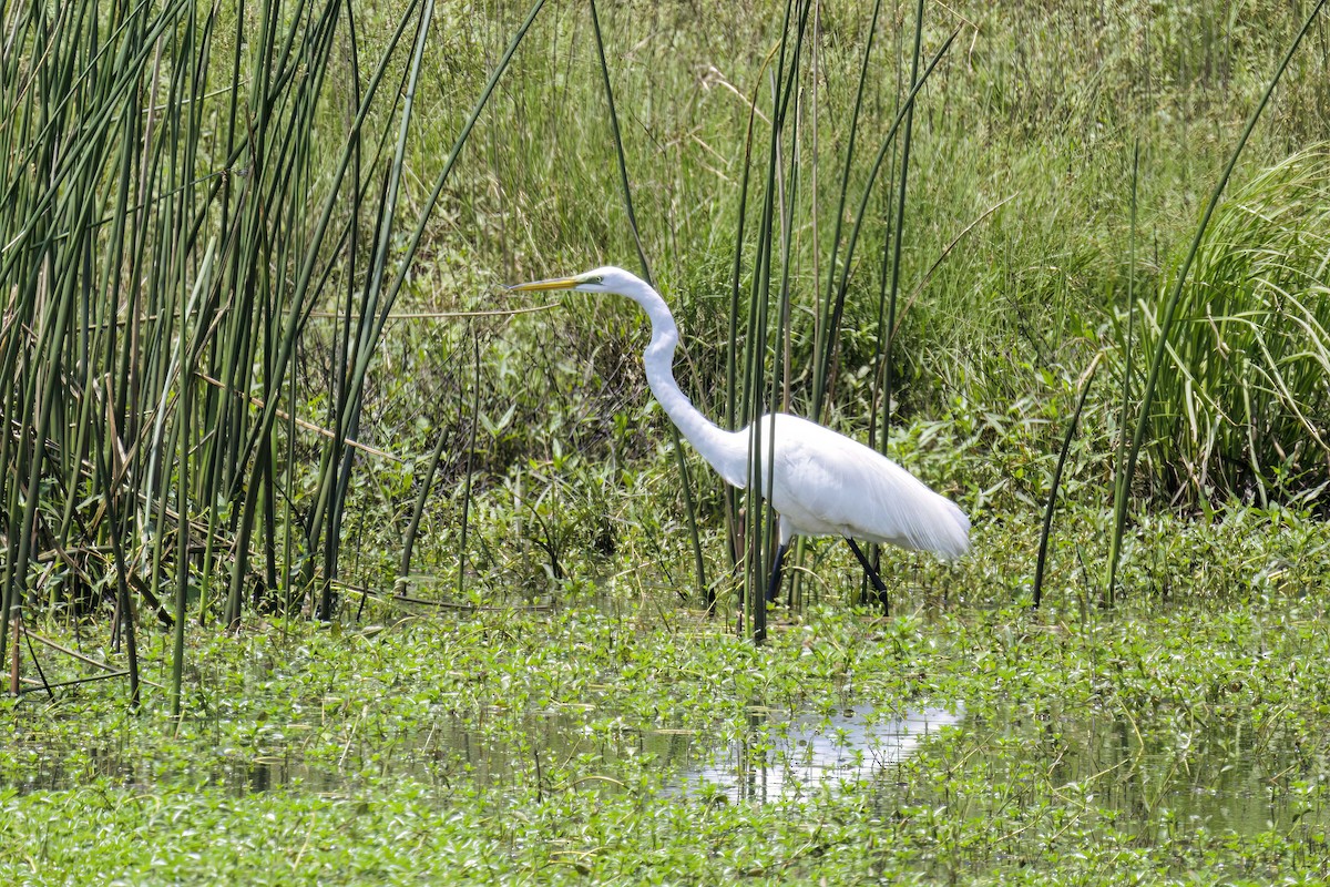 Great Egret - Dennis Miller