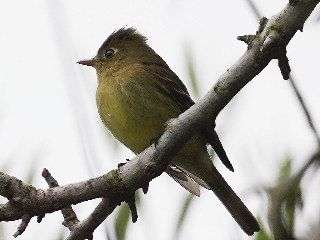 Western Flycatcher (Pacific-slope) - Tom Haglund